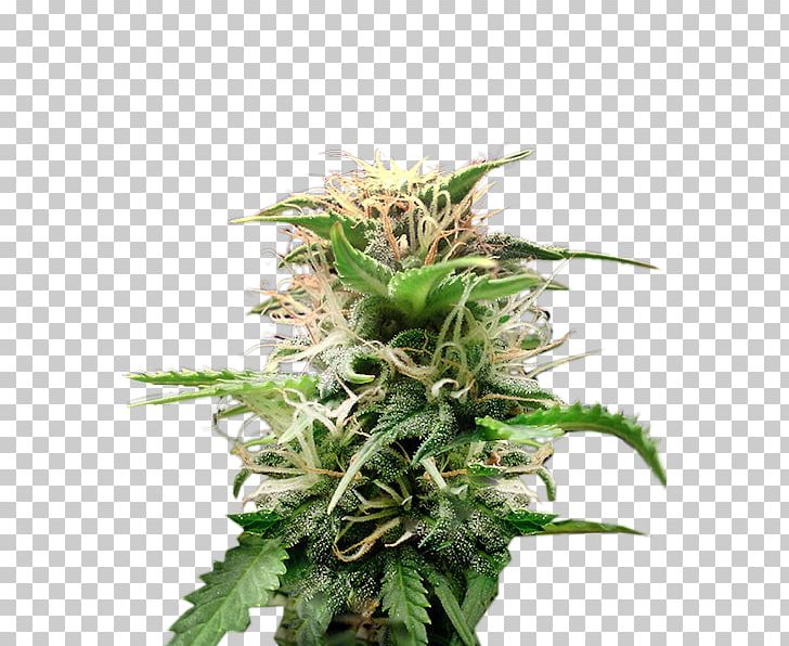 Cannabis Cultivar Hemp Seed Crop Yield PNG, Clipart, Cannabis, Crop Yield, Cultivar, Hemp, Hemp Family Free PNG Download