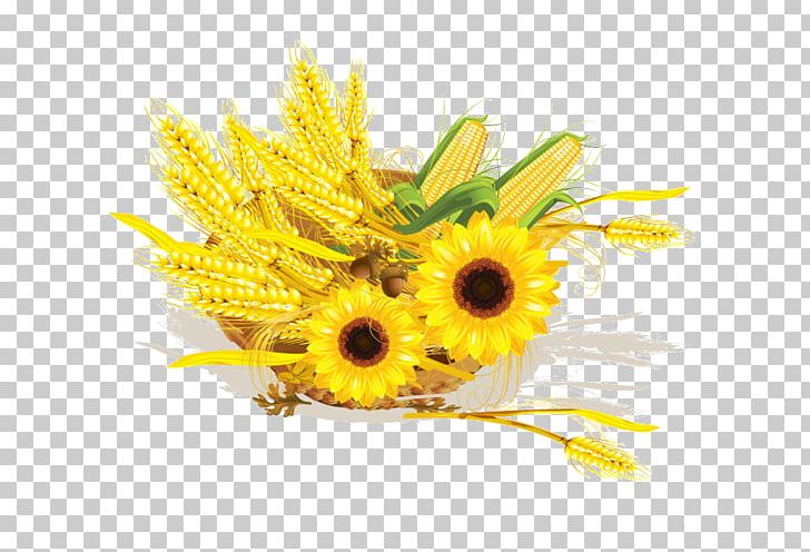 Common Sunflower Wheat Maize Cereal Corn On The Cob PNG, Clipart, Aycicegi, Basket, Bugday, Cereal, Cereal Germ Free PNG Download