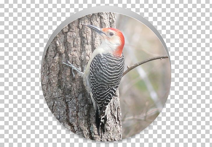 Red-bellied Woodpecker Bird Northern Flicker Piciformes PNG, Clipart, Animals, Beak, Bird, Bird Feeders, Birdwatching Free PNG Download