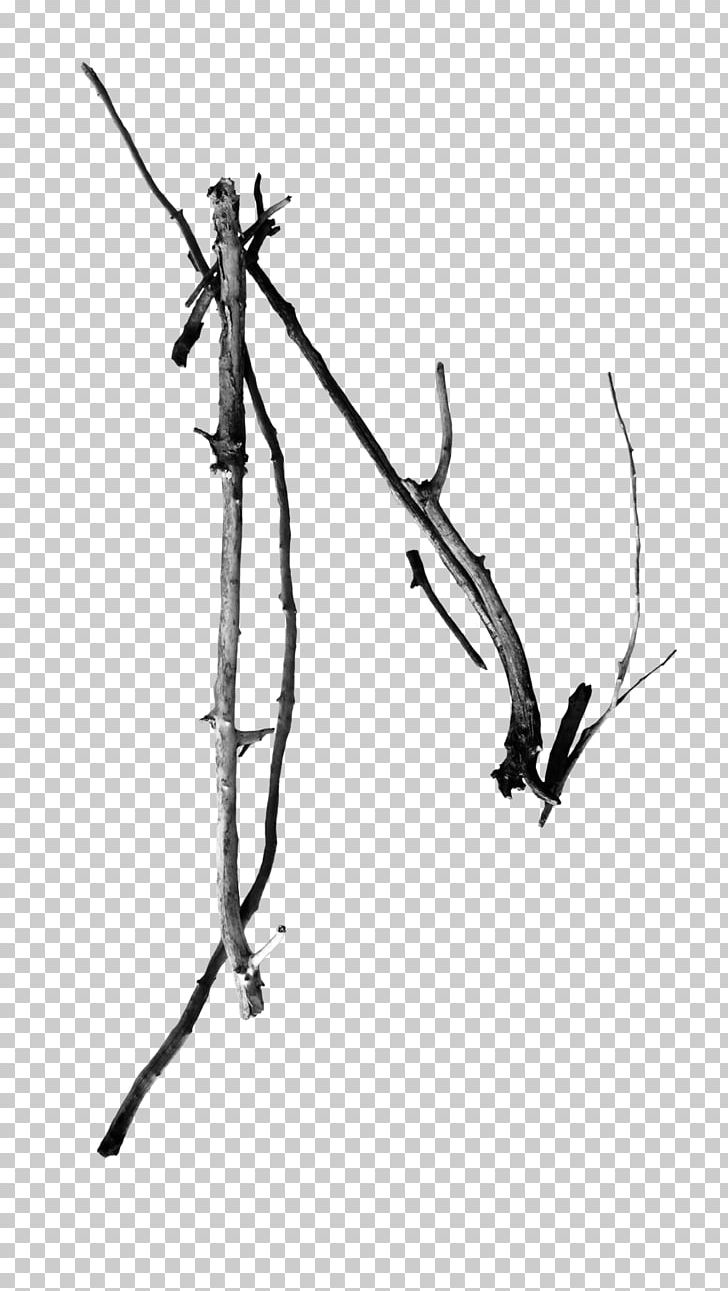 Twig Line Point Plant Stem White PNG, Clipart, Art, Black And White, Branch, Drift, Invertebrate Free PNG Download
