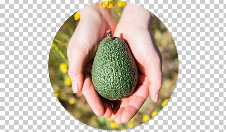 Avocado Cholesterol Phytosterol Low-density Lipoprotein PNG, Clipart, Avocado, Betasitosterol, Cholesterol, Cucumber Gourd And Melon Family, Diet Free PNG Download