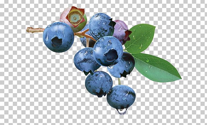 Blueberry Tea Bilberry Fruit PNG, Clipart, Auglis, Berry, Blue, Blueberry, Branches Free PNG Download