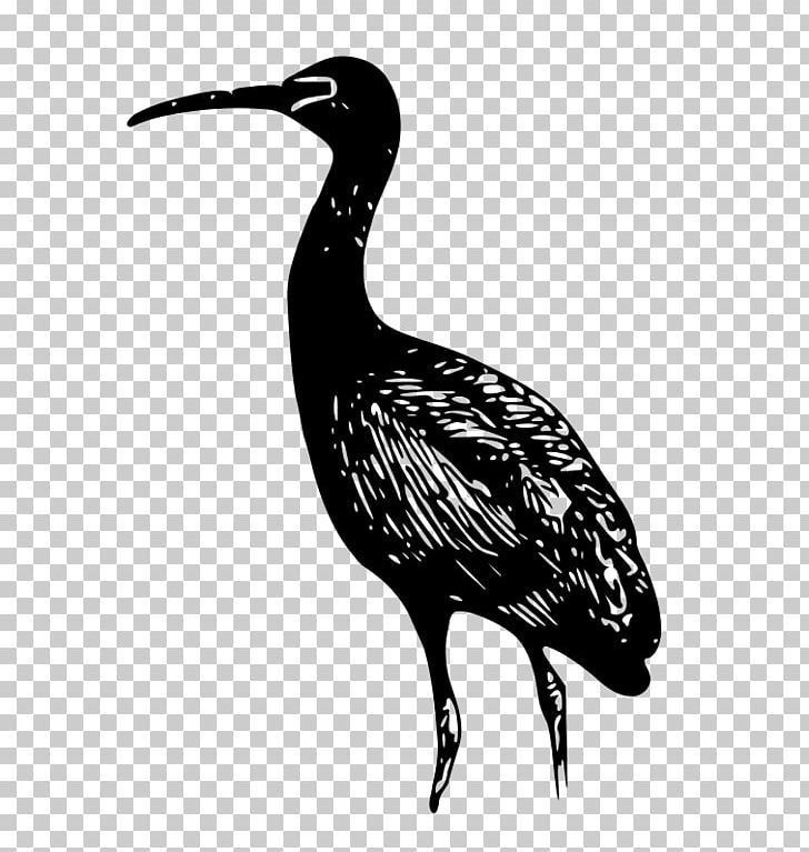 Glossy Ibis Drawing PNG, Clipart, African Sacred Ibis, American White Ibis, Beak, Bird, Black And White Free PNG Download