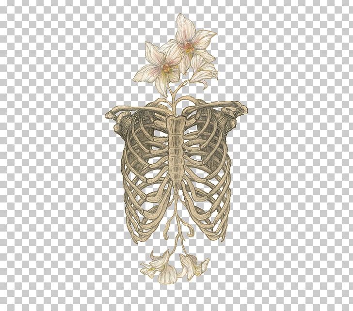 Human Skeleton Anatomy Skull Rib Cage PNG, Clipart, Anatomy, Art, Bone, Bones, Diphylleia Free PNG Download