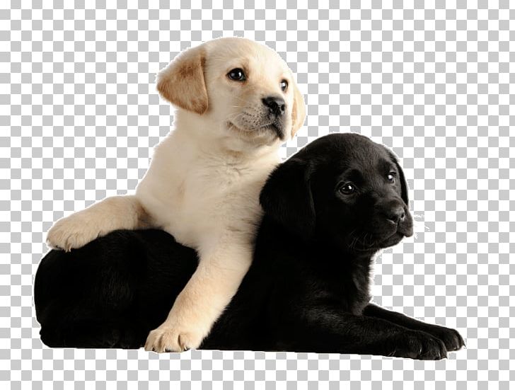 Labrador Retriever Cat Puppy Pug Chihuahua PNG, Clipart, Adoption, Animal, Animals, Carnivoran, Cat Free PNG Download