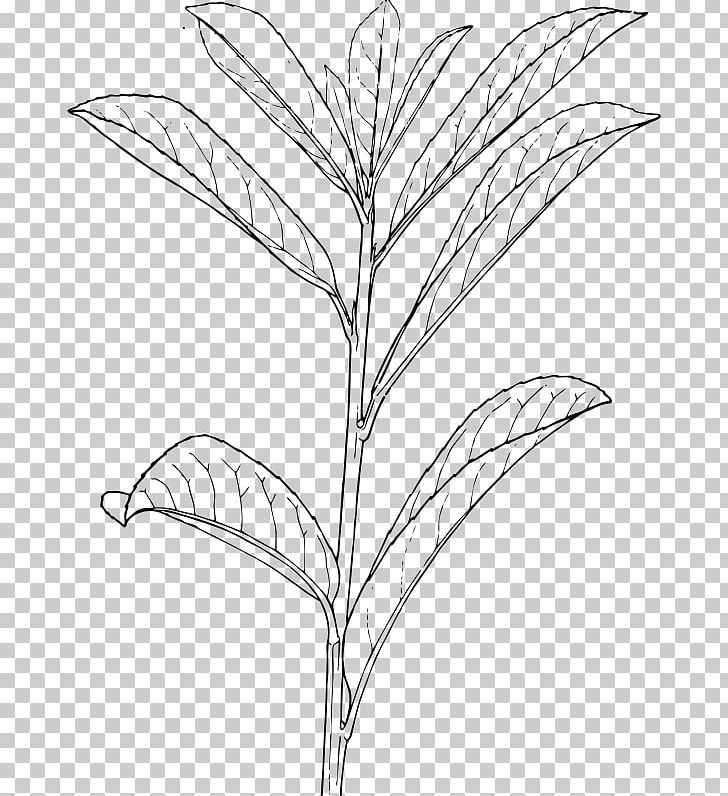Shrub Drawing Plant Tree PNG, Clipart, Algae, Artwork, Bay Laurel, Black And White, Branch Free PNG Download