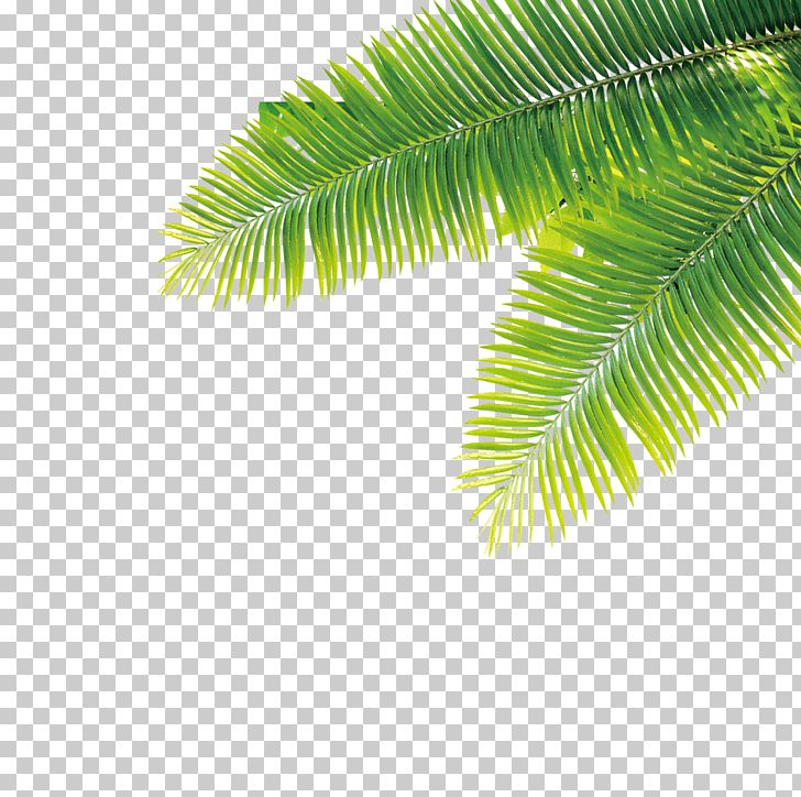 Tropics Plant Computer File PNG, Clipart, Adobe Illustrator, Computer File, Decorate, Download, Encapsulated Postscript Free PNG Download