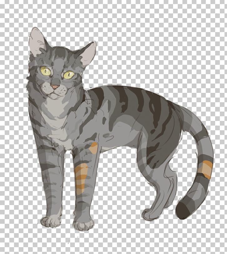 American Shorthair European Shorthair California Spangled Korat American Wirehair PNG, Clipart, American Shorthair, American Wirehair, Asian, Bum, Bumblestripe Free PNG Download