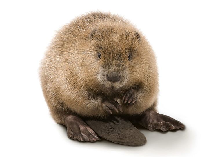 Beaver Rodent PNG, Clipart, Animals, Beaver, Computer Icons, Dam, Download Free PNG Download