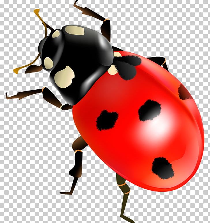 Coccinella Septempunctata Insect PNG, Clipart, Beetle, Coccinella, Coccinella Septempunctata, Cute Ladybug, Insect Free PNG Download
