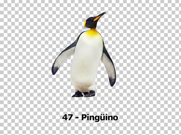 Emperor Penguin Antarctica King Penguin Stock Photography PNG, Clipart, Animal Figure, Animals, Antarctica, Beak, Bird Free PNG Download