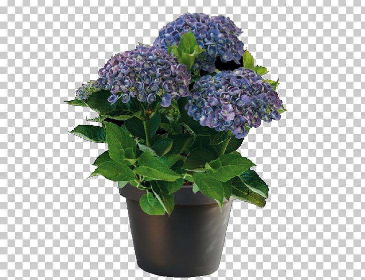 French Hydrangea Houseplant Garden Centre Cut Flowers PNG, Clipart, Annual Plant, Blue, Cornales, Cut Flowers, Flower Free PNG Download