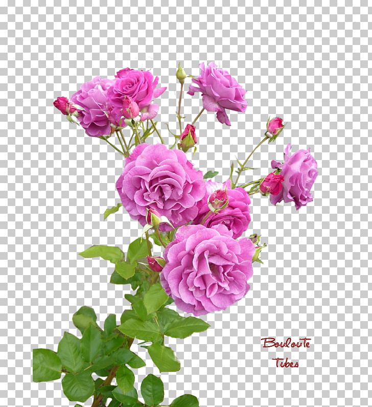 Garden Roses Cabbage Rose China Rose French Rose Floribunda PNG, Clipart, Annual Plant, Artificial Flower, China Rose, Floribunda, Flower Free PNG Download