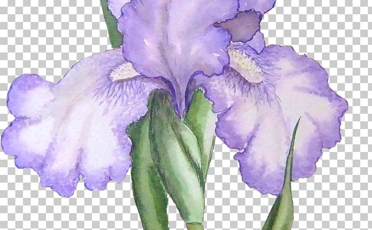 Orris Root Northern Blue Flag Iris Family PNG, Clipart, Cattleya, Cut Flowers, Download, Drawing, Flower Free PNG Download