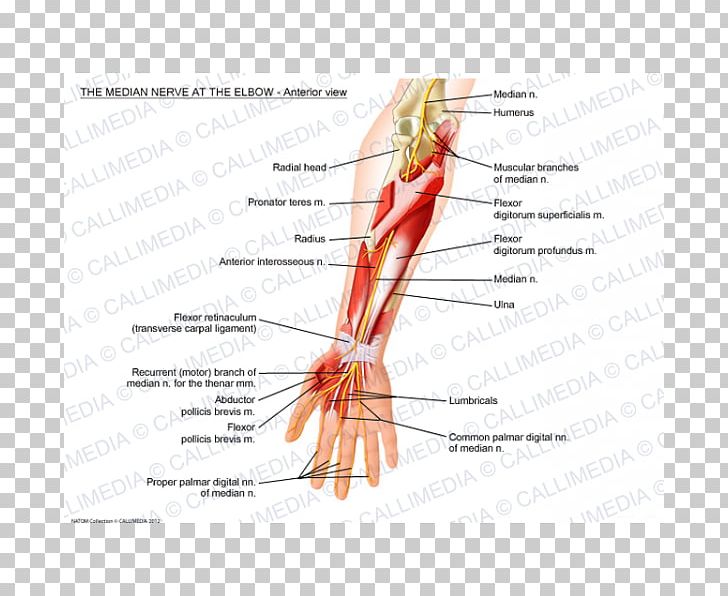 Thumb Median Nerve Elbow Anterior Interosseous Nerve PNG, Clipart, Angle, Arm, Blood Vessel, Brachialis Muscle, Brachial Plexus Free PNG Download