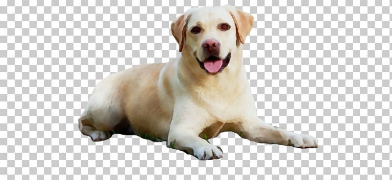 Golden Retriever Labrador Retriever Puppy Snout Companion Dog PNG, Clipart, Breed, Companion Dog, Dog, Golden Retriever, Groupm Free PNG Download