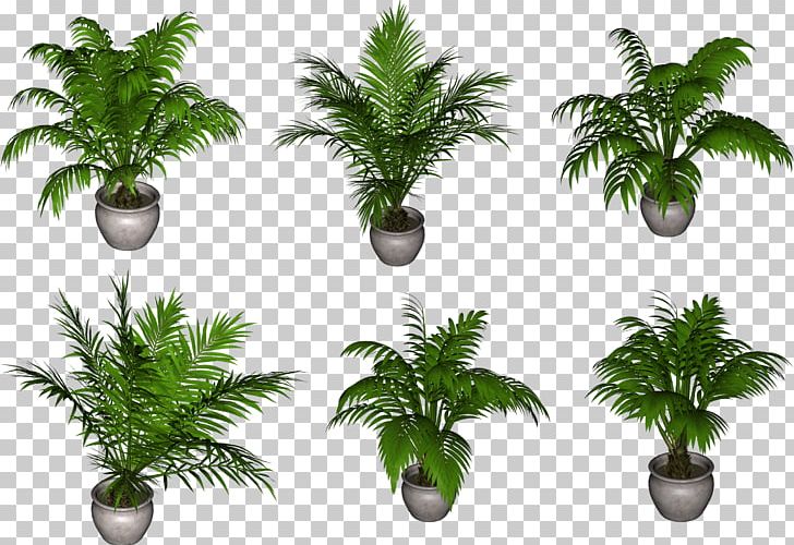 Arecaceae Flowerpot Plant PNG, Clipart, Arecaceae, Arecales, Cicek, Cicek Gorselleri, Cok Free PNG Download
