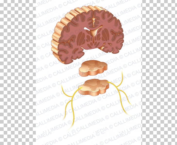 Brain Organism PNG, Clipart, Brain, Frontal, Jaw, Nose, Organ Free PNG Download