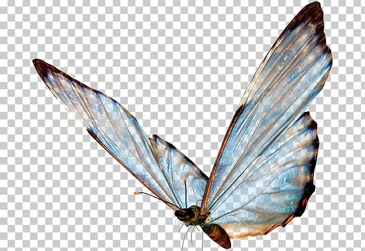 Butterfly Sticker PNG, Clipart, Blue, Blue Butterfly, Brush Footed Butterfly, Butterflies, Butterflies And Moths Free PNG Download