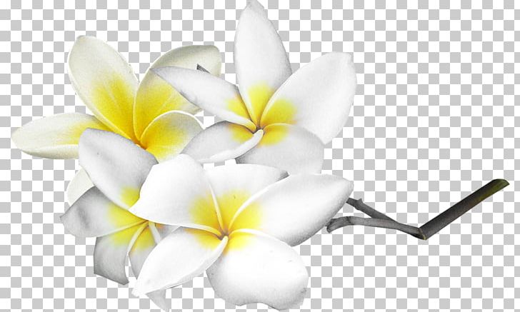 Flower PNG, Clipart, Clip Art, Cut Flowers, Desktop Wallpaper, Drawing, Exotic Flowers Free PNG Download