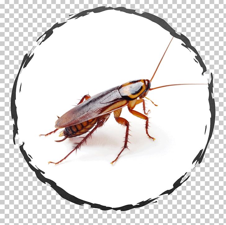 German Cockroach American Cockroach Pest Control PNG, Clipart, American Cockroach, Animals, Arthropod, Blattella, Blattella Asahinai Free PNG Download