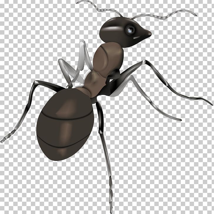 Ant Illustration PNG, Clipart, Adobe Systems, Ant, Ant Cartoon, Ant Line, Ants Vector Free PNG Download