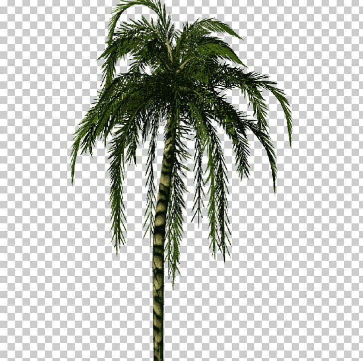 Arecaceae Tree Bamboo Wollemia Trunk PNG, Clipart, Arecaceae, Arecales, Attalea Speciosa, Bamboo, Branch Free PNG Download