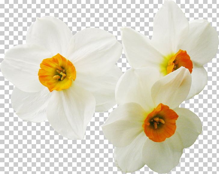Daffodil Narcissus Flower Plant PNG, Clipart, Amaryllis Family, Color, Daffodil, Flower, Flowering Plant Free PNG Download