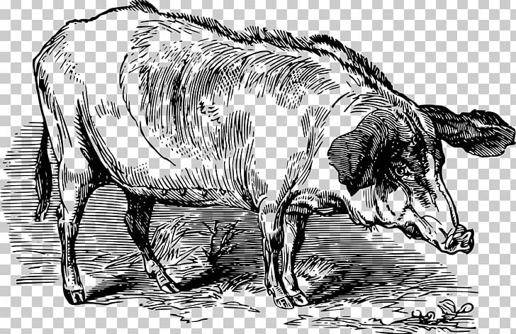 Domestic Pig PNG, Clipart, Artwork, Beech, Black And White, Bull, Cattle Like Mammal Free PNG Download