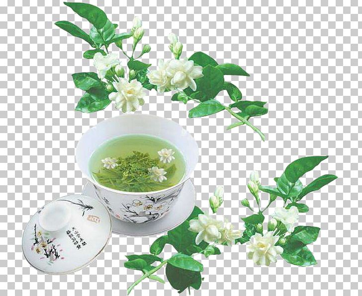 Flowering Tea Arabian Jasmine Green Tea Jasmine Tea PNG, Clipart, Afternoon, Afternoon Tea, Drink, Eileen Chang, Flavor Free PNG Download