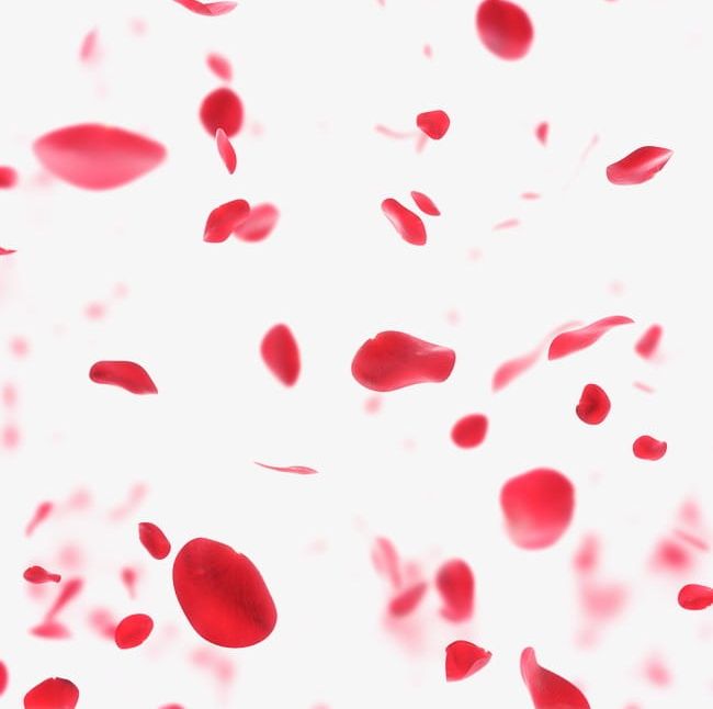 Rose Petals Drift PNG, Clipart, Abstract, Backgrounds, Biology, Blood, Close Up Free PNG Download