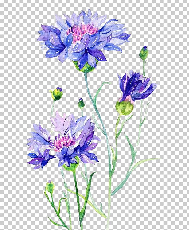 Cornflower Watercolor Painting PNG, Clipart, Blue, Botanical Illustration, Flower, Flower Arranging, Hand Painted Free PNG Download