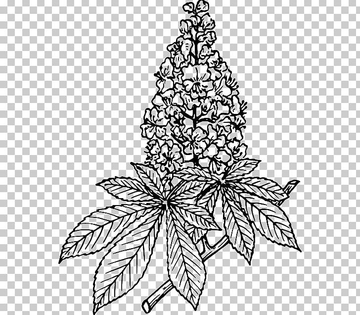 European Horse-chestnut Sweet Chestnut PNG, Clipart, Black And White, Branch, Chestnut, Christmas Tree, Drawing Free PNG Download