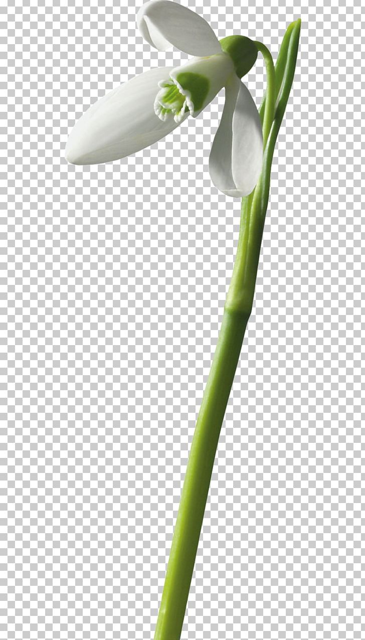 Painting Snowdrop Flower Mixed Gender PNG, Clipart, Art, Cicek Resimleri, Download, Flatcast, Flora Free PNG Download