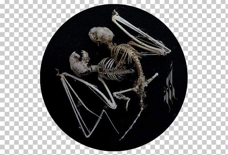 Skeleton Organism PNG, Clipart, Organism, Skeleton Free PNG Download