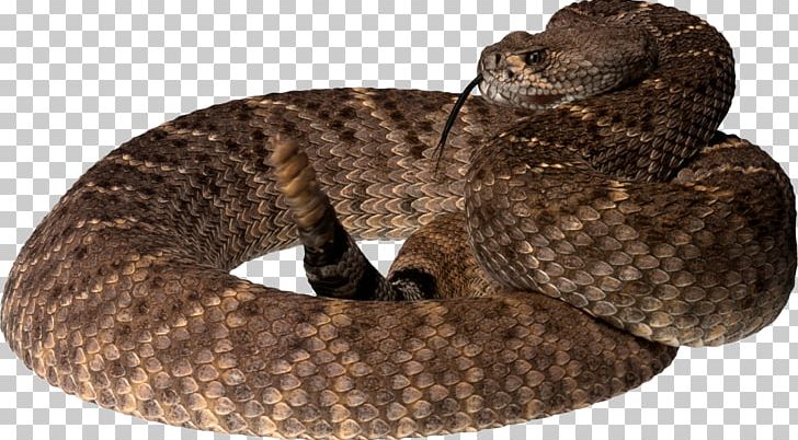 Snake Reptile King Cobra PNG, Clipart, Akitainu, Amor, Animals, Boa Constrictor, Boas Free PNG Download