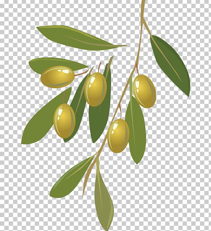 Wine Olive Oil PNG, Clipart, Branch, Food, Food Drinks, Fruit, Fruit Wine Free PNG Download