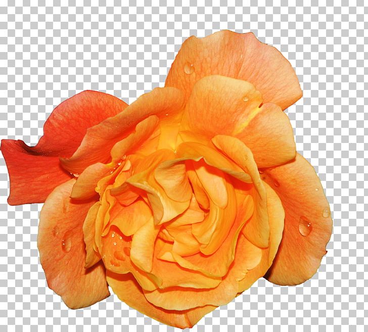 Garden Roses Beach Rose Cabbage Rose Petal Flower PNG, Clipart, Amber, Beach Rose, Black, Bloom, Blossom Free PNG Download