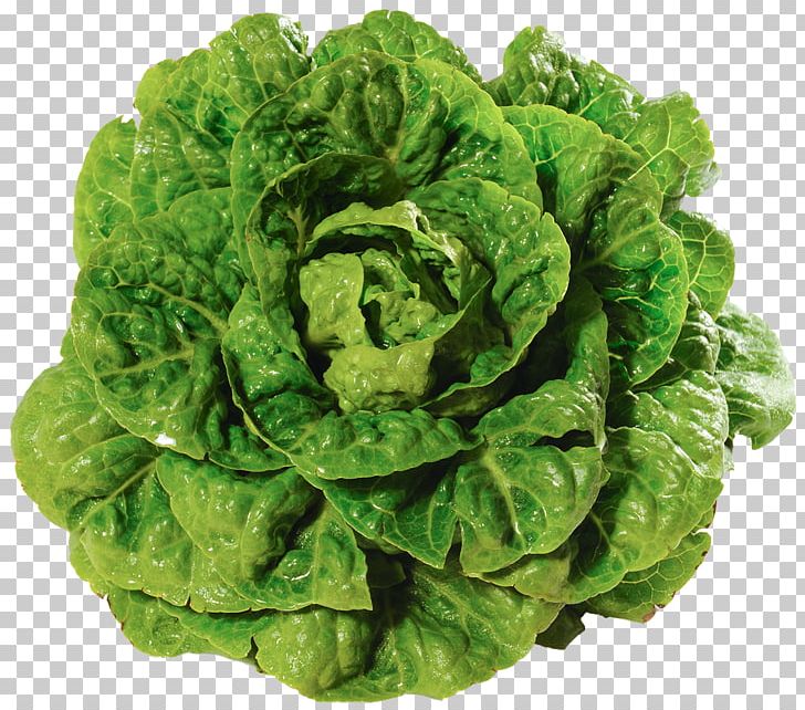 Romaine Lettuce Salad Variety Vegetable Leaf Lettuce PNG, Clipart, Burger King, Cabbage, Chard, Collard Greens, Cruciferous Vegetables Free PNG Download