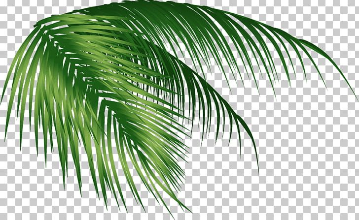 Arecaceae Coconut Leaf PNG, Clipart, Arecaceae, Arecales, Autumn Tree, Branch, Christmas Tree Free PNG Download