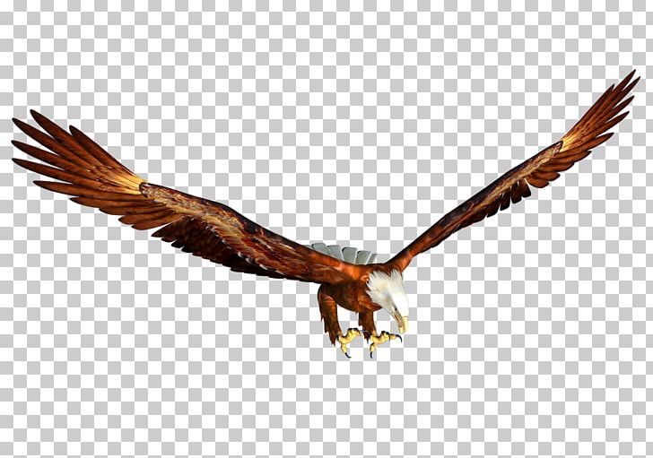Bald Eagle Hawk Beak Fauna PNG, Clipart, Accipitriformes, Animals, Bald Eagle, Beak, Bird Free PNG Download