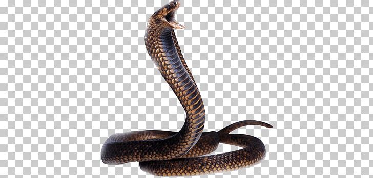 Cobra Snake Head PNG, Clipart, Animals, Snakes Free PNG Download