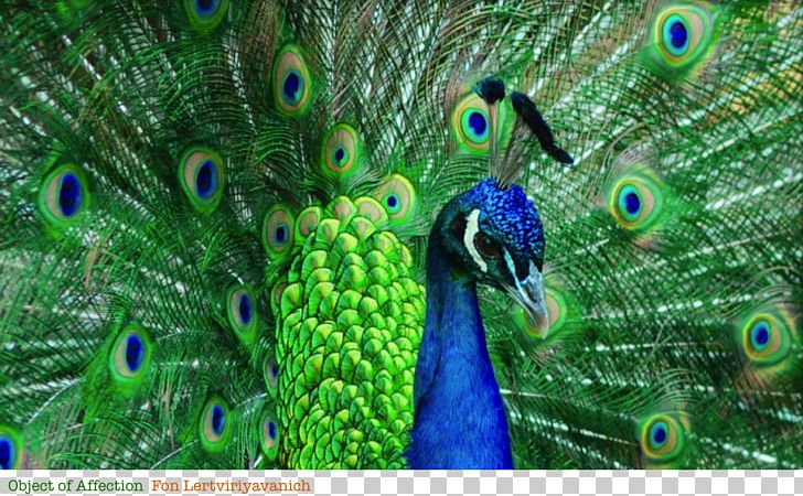 Luzon Bleeding-heart Bird Peafowl Mindoro Bleeding-heart Feather PNG, Clipart, Animal, Animals, Beak, Bird, Columbidae Free PNG Download