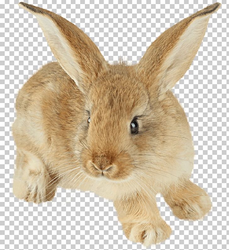 Rabbit PNG, Clipart, Animal, Animals, Awesome, Clip, Cottontail Rabbit Free PNG Download