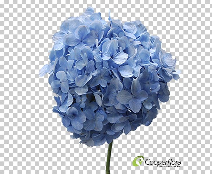 Hydrangea Cut Flowers Artificial Flower Petal PNG, Clipart, Artificial Flower, Blue, Cornales, Cut Flowers, Flower Free PNG Download