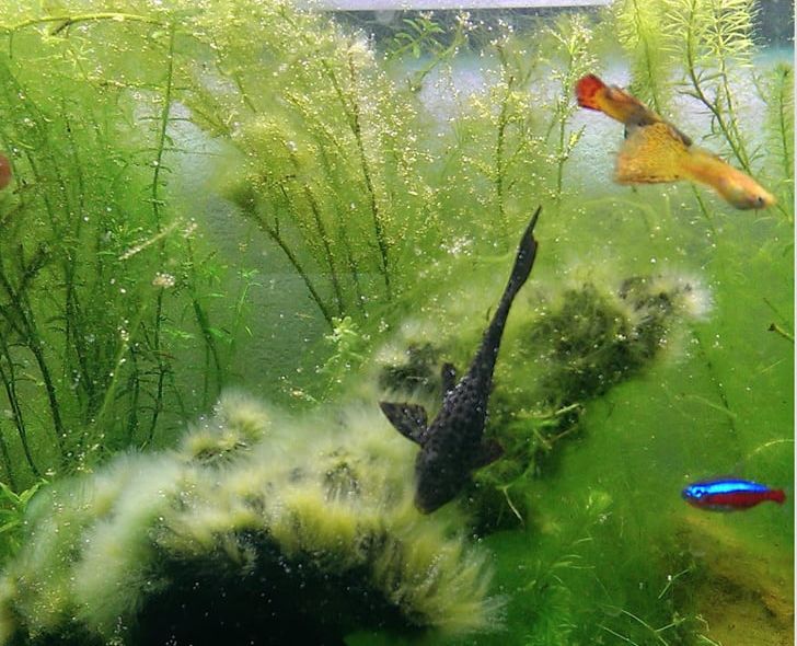 Koi Aquarium Goldfish Aquatic Plants PNG, Clipart, Algae, Algae Scrubber, Animals, Aquarium, Aquarium Filters Free PNG Download