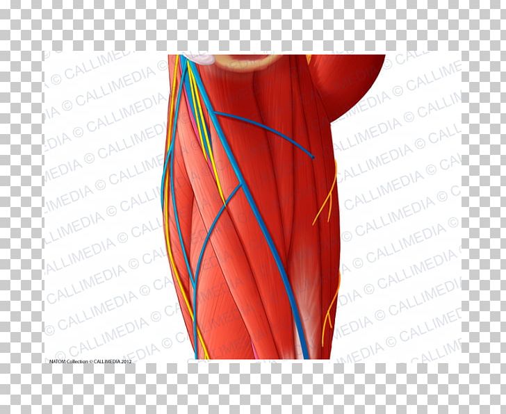 Nerve Muscle Arm Blood Vessel Shoulder PNG, Clipart, Abdomen, Angle, Arm, Blood Vessel, Hip Free PNG Download