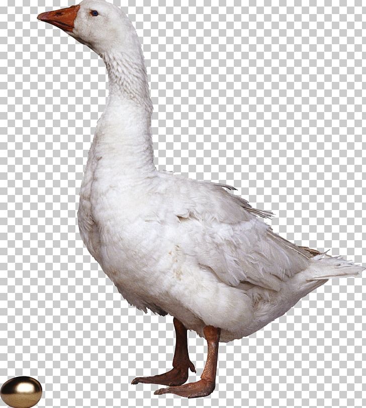 The Goose That Laid The Golden Eggs Duck Bird Anser PNG, Clipart, Animals, Animation, Anser, Beak, Bird Free PNG Download