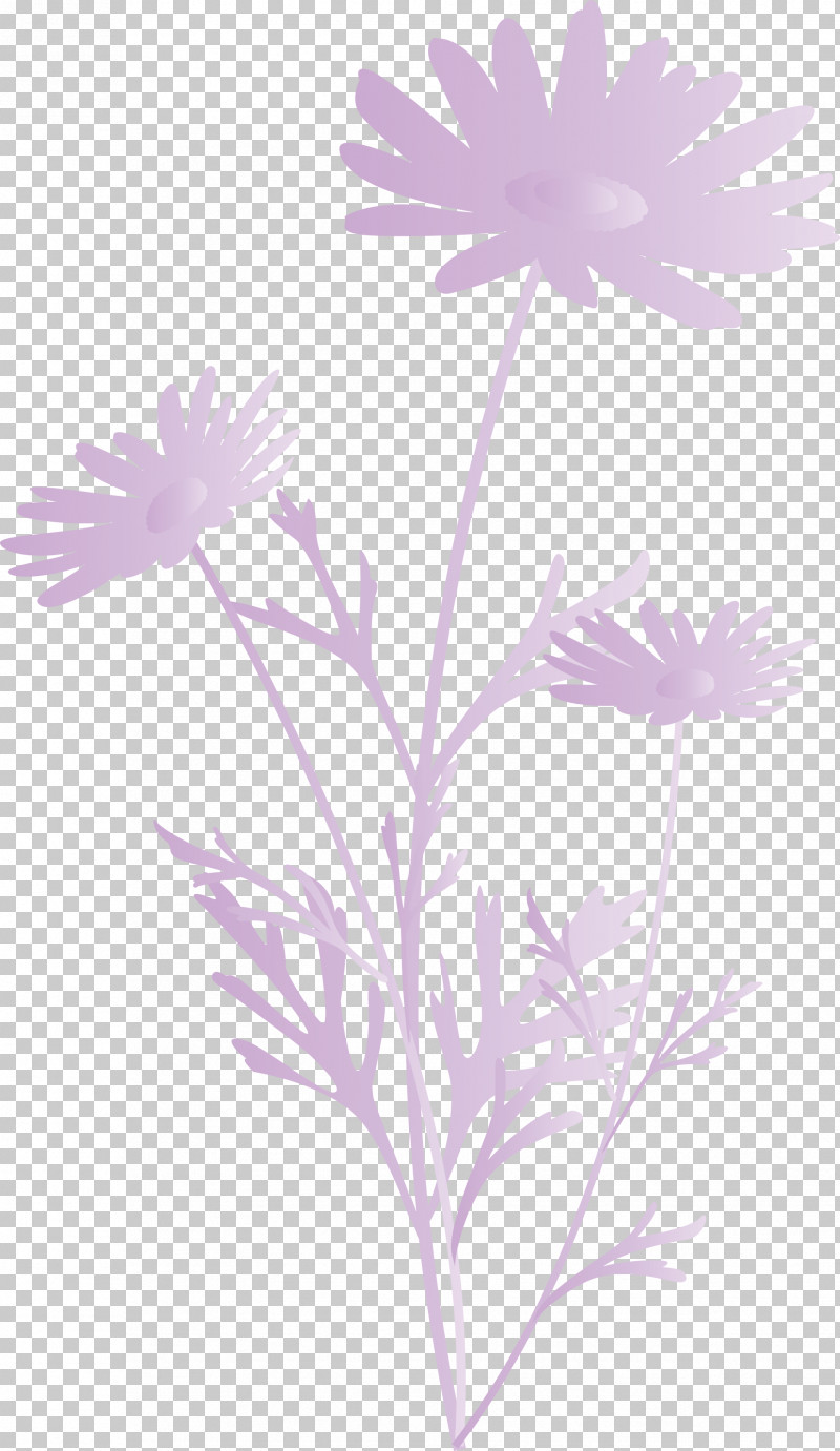 Marguerite Flower Spring Flower PNG, Clipart, African Daisy, Aster, Camomile, Chamomile, Daisy Free PNG Download