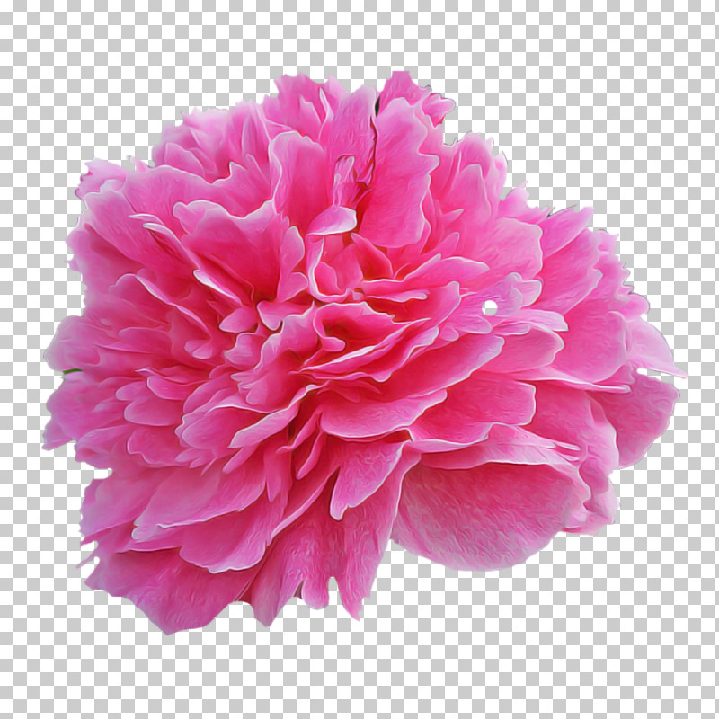 Pink Flower Petal Common Peony Plant PNG, Clipart, Carnation, Chinese Peony, Common Peony, Cut Flowers, Flower Free PNG Download